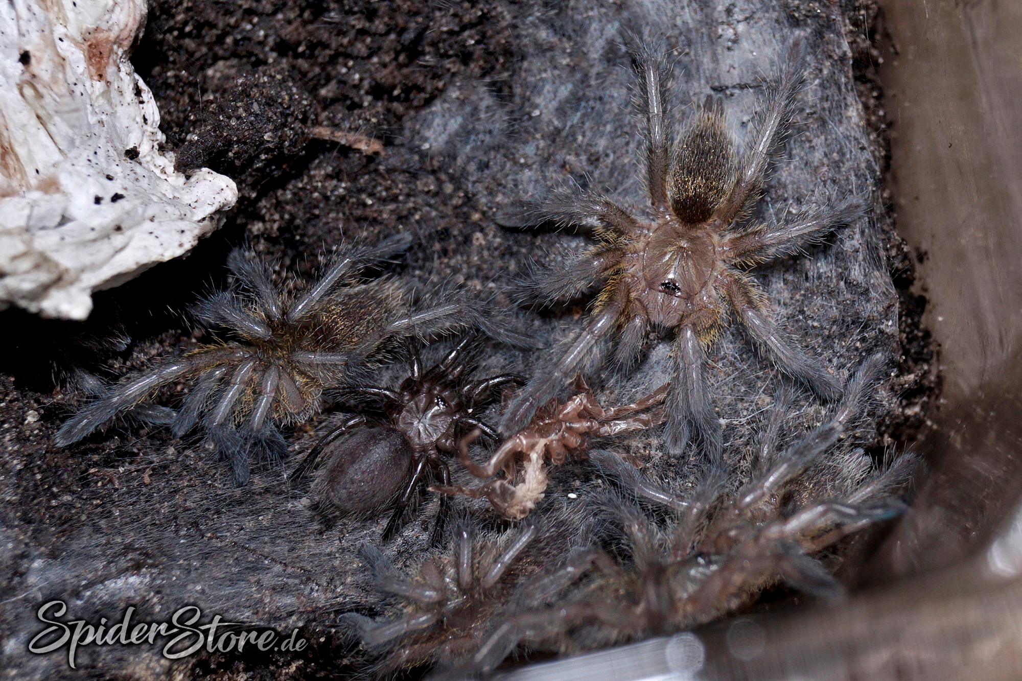Harpactira pulchripes